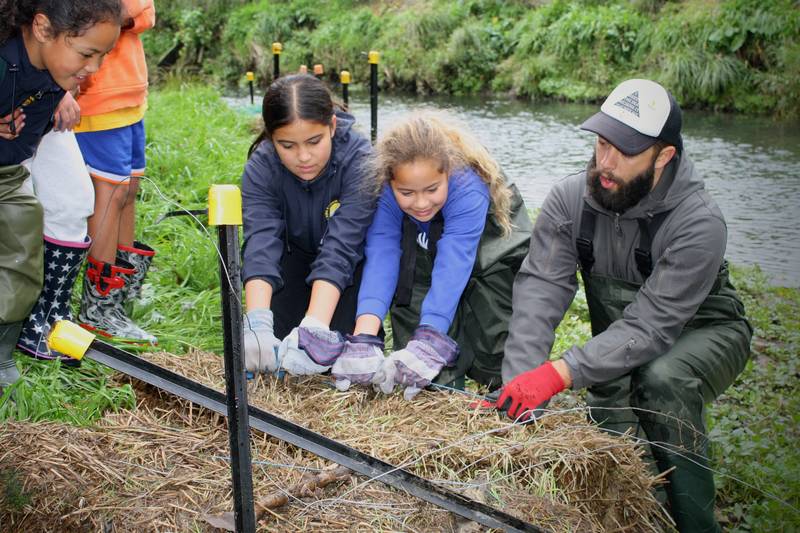 Whitebait Connection schools and communities hard at work