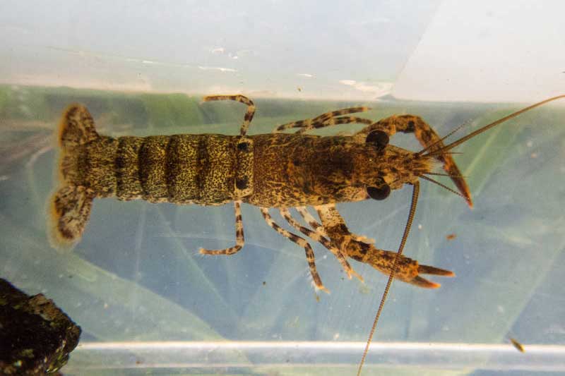 NZ freshwater macroinvertebrate (bugs) 
